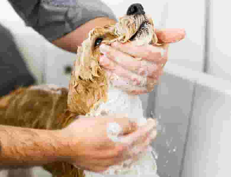 FAU student washing their dog
